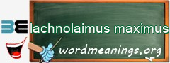WordMeaning blackboard for lachnolaimus maximus